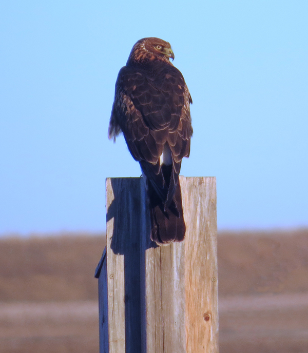 Northern Harrier.jpg